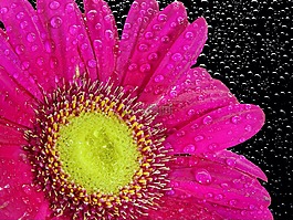花,開花,菊花
