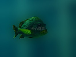 魚(yú),水下,藍(lán)色
