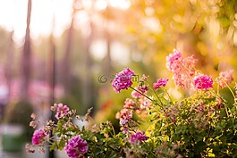 花,盛開(kāi),花瓣