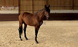 馬,manege,白