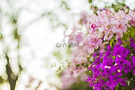 花,盛開(kāi),花瓣