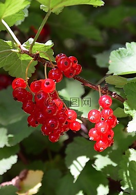 葡萄干,紅色,花園