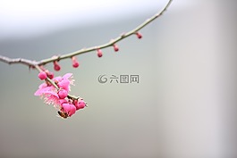 梅花,鲜花,春天