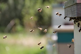 蜜蜂,飛行插件,蜂蜜