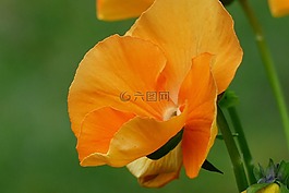 三色堇,橙色,花