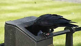 烏鴉,黑鳥,鳥