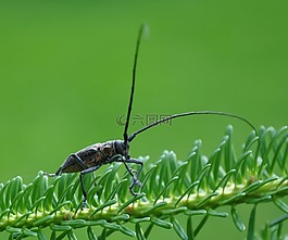 甲蟲,綠色,昆蟲