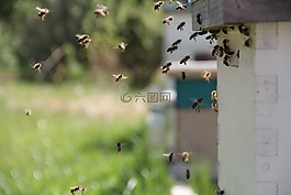 蜜蜂,蜂蜜,昆蟲