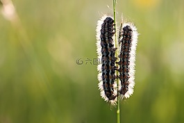 卡特彼勒,性質,草甸