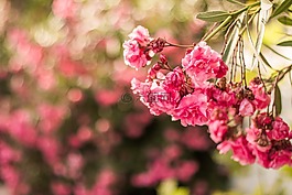 粉紅色,花,散景