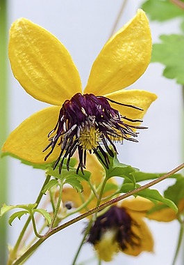 鐵線蓮唐古特,黃色,花