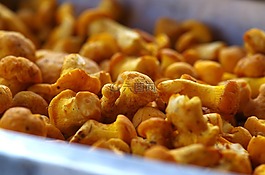 蘑菇,chanterelles,eierschwammerl