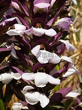 盛開,花,開花