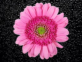 花,開花,菊花