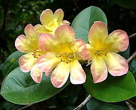 花,熱帶,雨林
