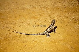 野生動物,自然,爬行動物