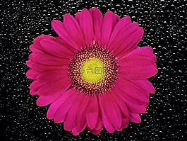花,開花,菊花