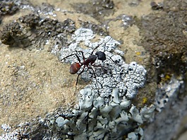 螞蟻,昆蟲,詳細