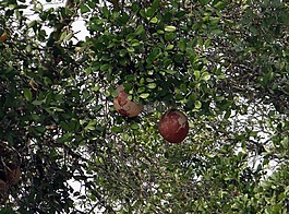dhundhul,dhundal樹,紅樹林炮彈樹