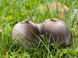 野生,蘑菇,群集