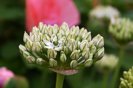 觀賞蔥,白zierlauch,開(kāi)花
