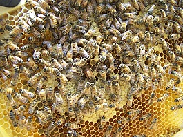 女王,女王蜂,蜂蜜
