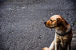 狗,動物,寵物