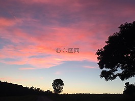 日落,粉红色,树