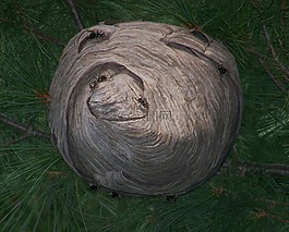 大黃蜂,巢,昆蟲(chóng)