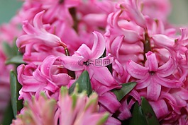 植物,風(fēng)信子,花園