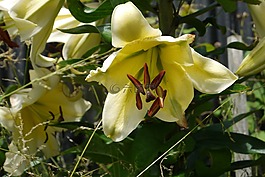 百合,鮮花,花園