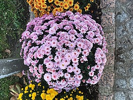 春天,紫色,花