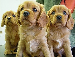 狗,小狗,動物