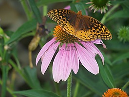 蝴蝶,花,花蜜