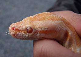 蛇,爬行動物,玉米蛇