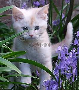 小貓,貓,動物