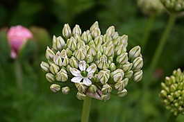 觀賞蔥,白zierlauch,開(kāi)花