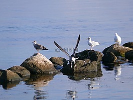 海鷗,鳥,海