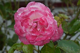 粉红色,花,花店
