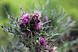 花,紫羅蘭色,花瓣