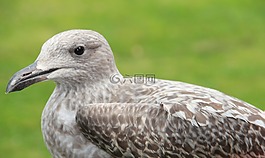 海鷗,鳥,鷗