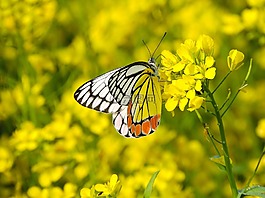 自然,蝴蝶,花