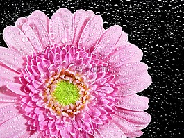 菊花,花,性質(zhì)