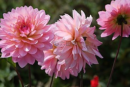 大麗花,粉紅色的花瓣,鮮花