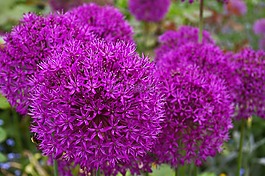 观赏葱,韭菜,开花