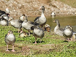 鵝,水禽,鳥