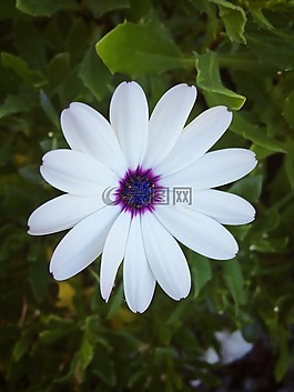 白,花卉,鮮花