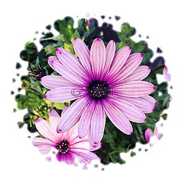 筛选器,花卉,宏观