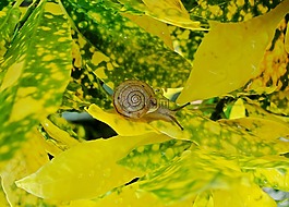 蝸牛,植物,黃色