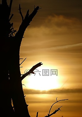 樹,秋,日落